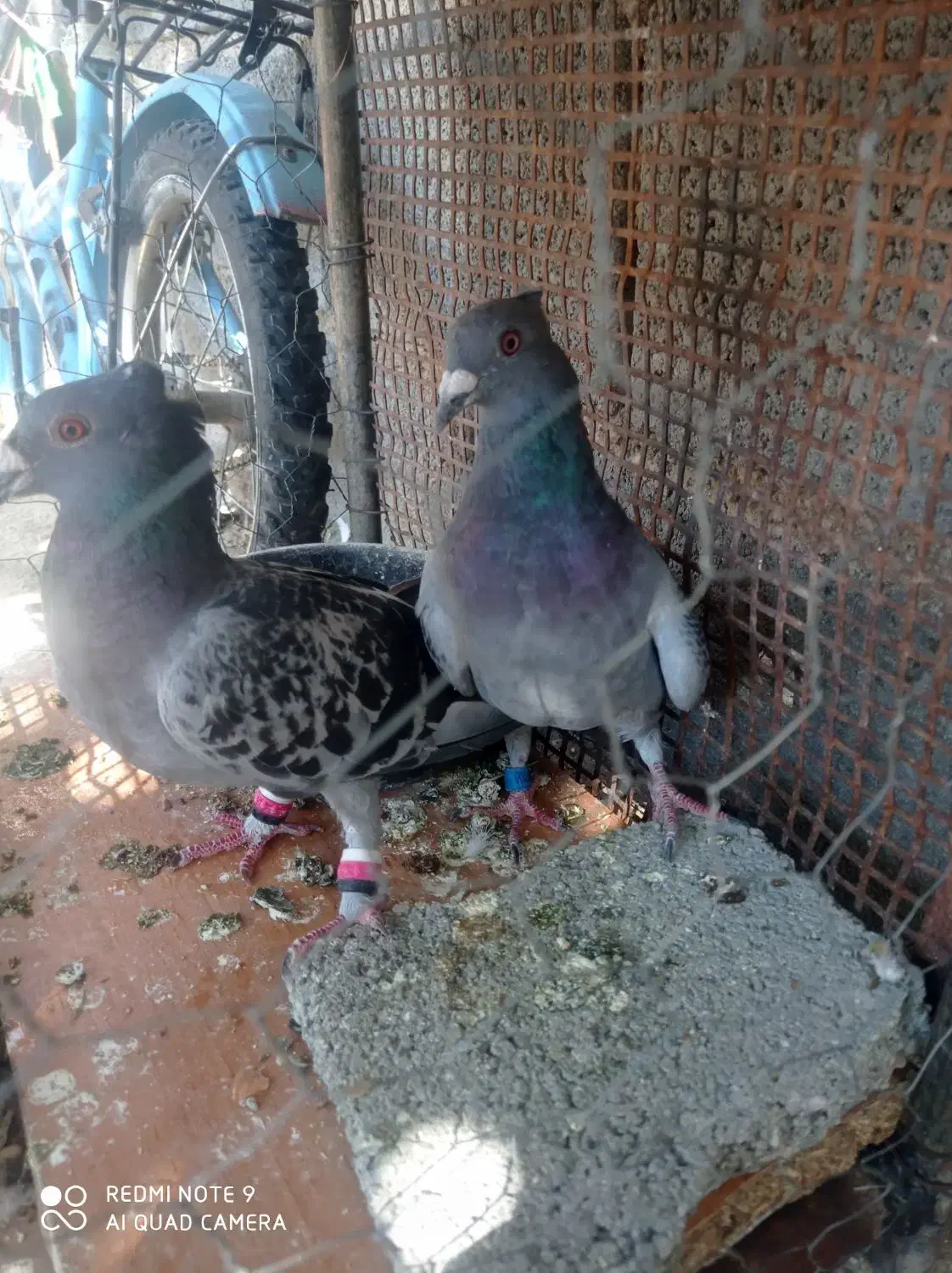 کوهی کاکولی پلاکی|پرنده|خفر, |دیوار