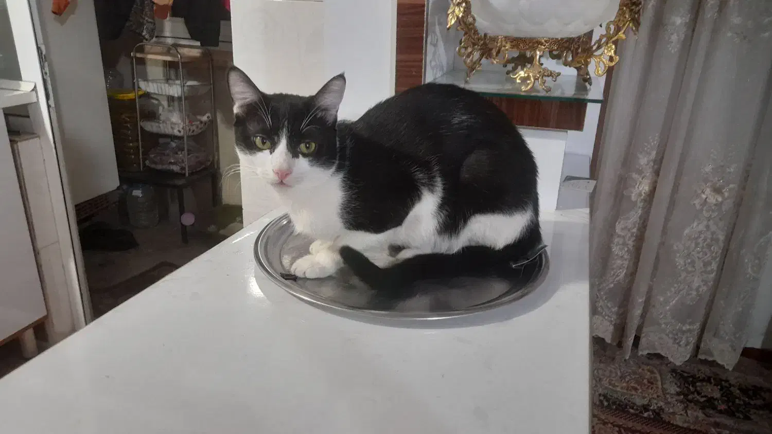 واگذاری گربه نر|گربه|میاندوآب, |دیوار