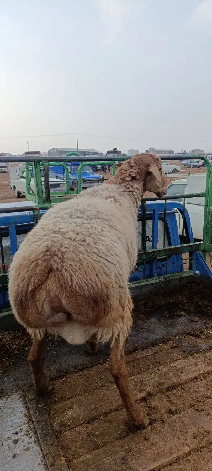 بره قوچ چینی|حیوانات مزرعه|کوهدشت, |دیوار