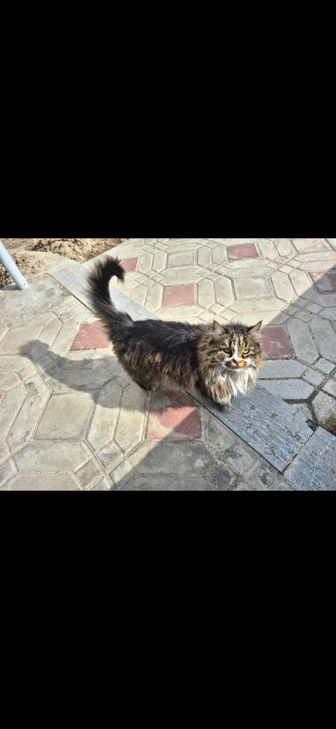 گربه پیدا شده|حیوانات|اصفهان, سعادت‌آباد|دیوار