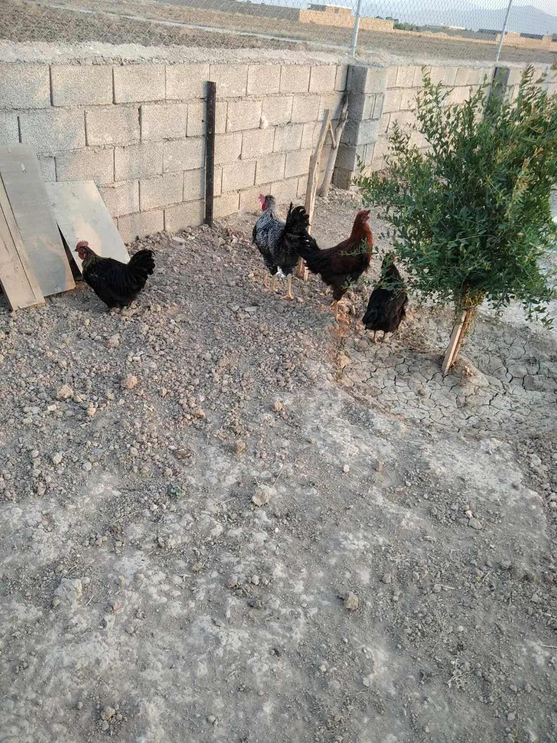 خروس|حیوانات مزرعه|اراک, |دیوار