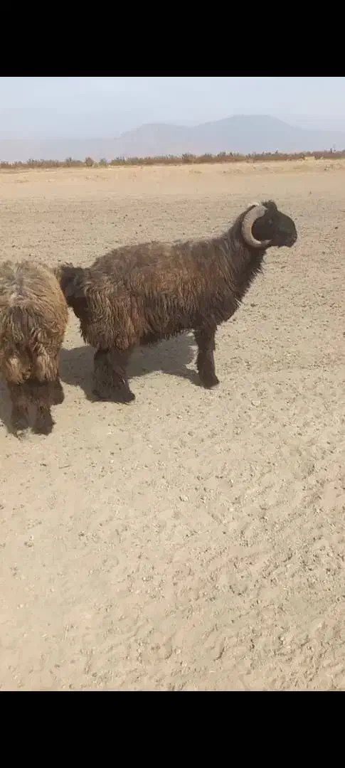 قوچ بختیاری|حیوانات مزرعه|شیراز, دوکوهک|دیوار
