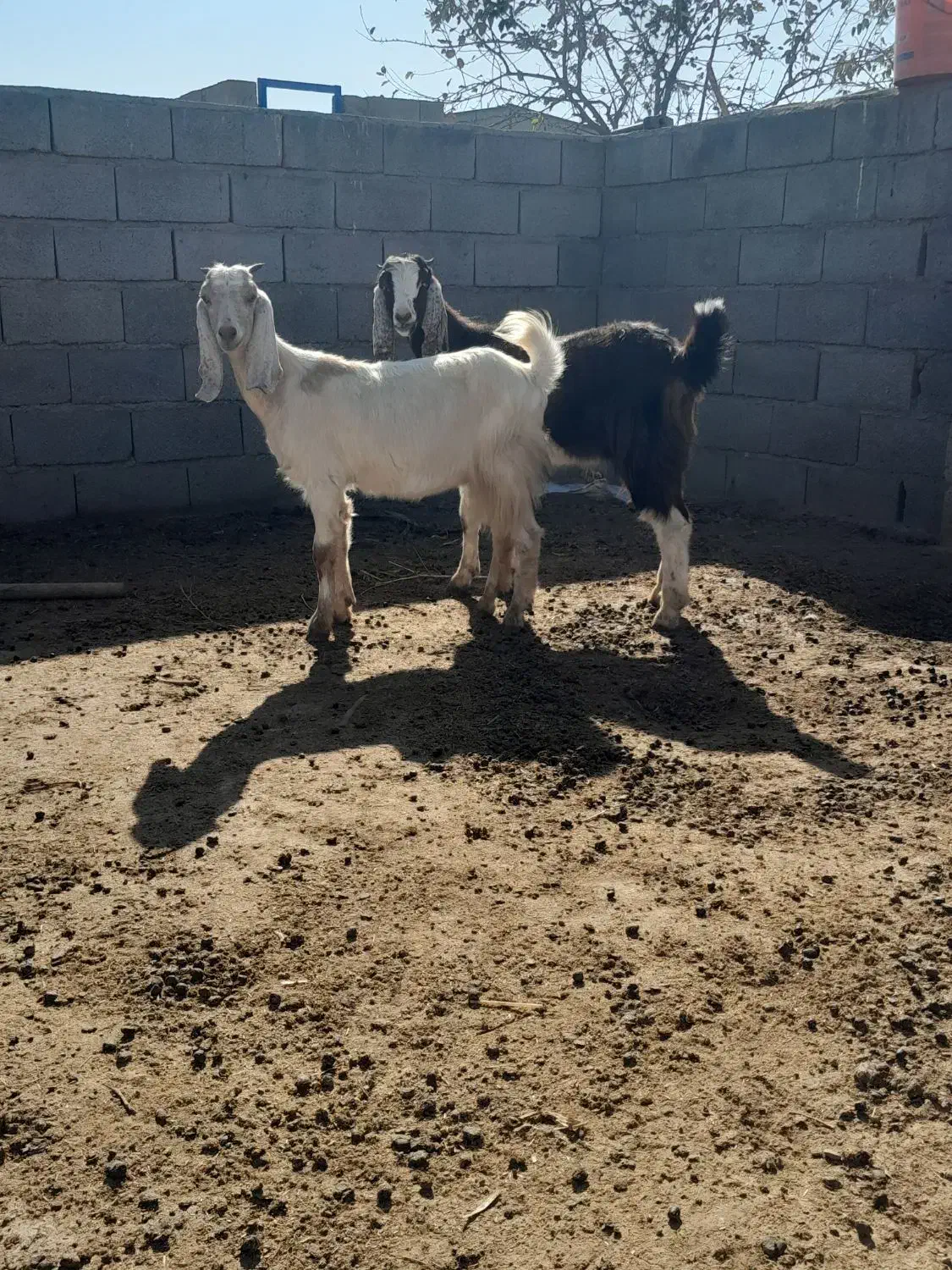 بزغاله ماده|حیوانات مزرعه|گنبد کاووس, |دیوار