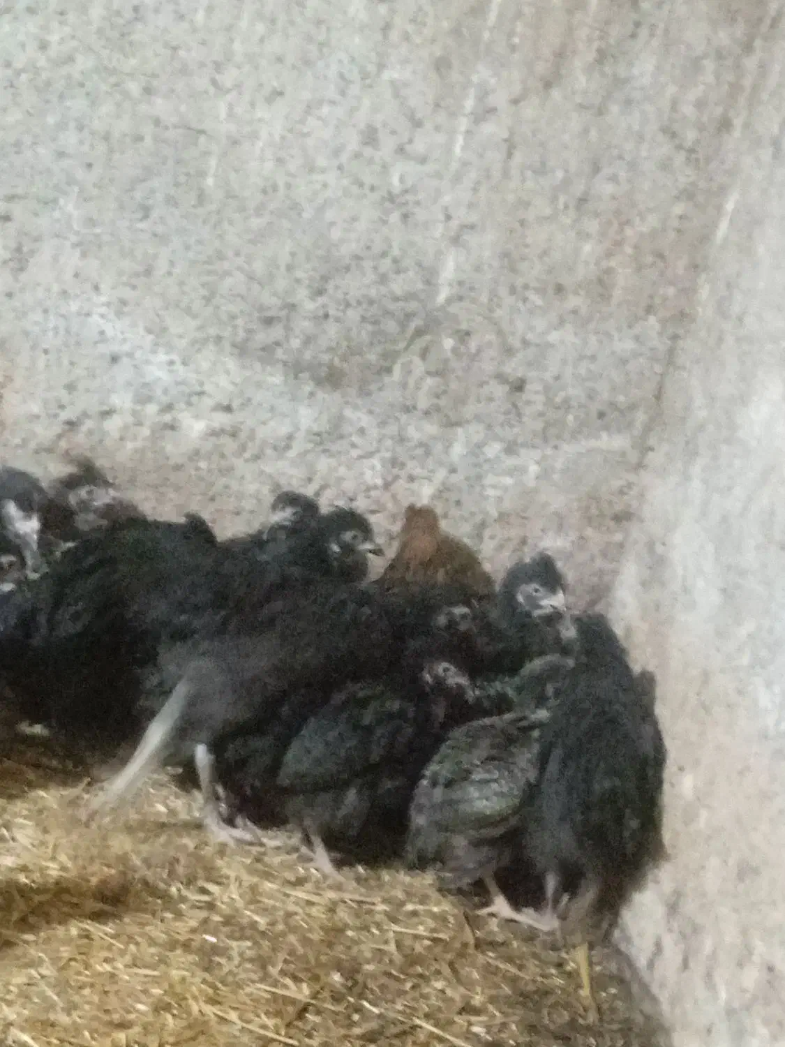 جوجه مرغ|حیوانات مزرعه|ماهدشت, |دیوار