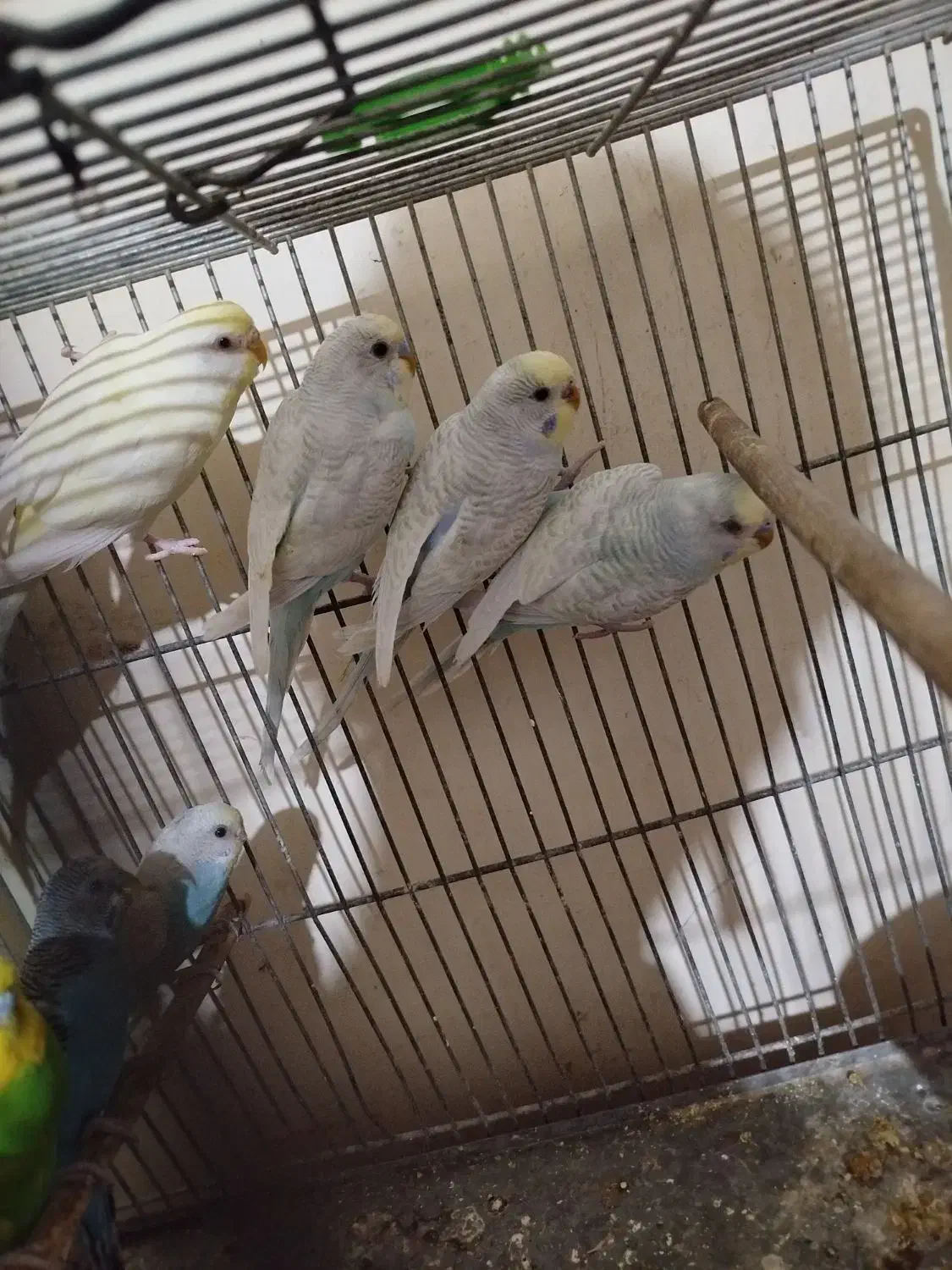 با سلام هفت عدد|پرنده|اهواز, شهرک دانشگاه|دیوار