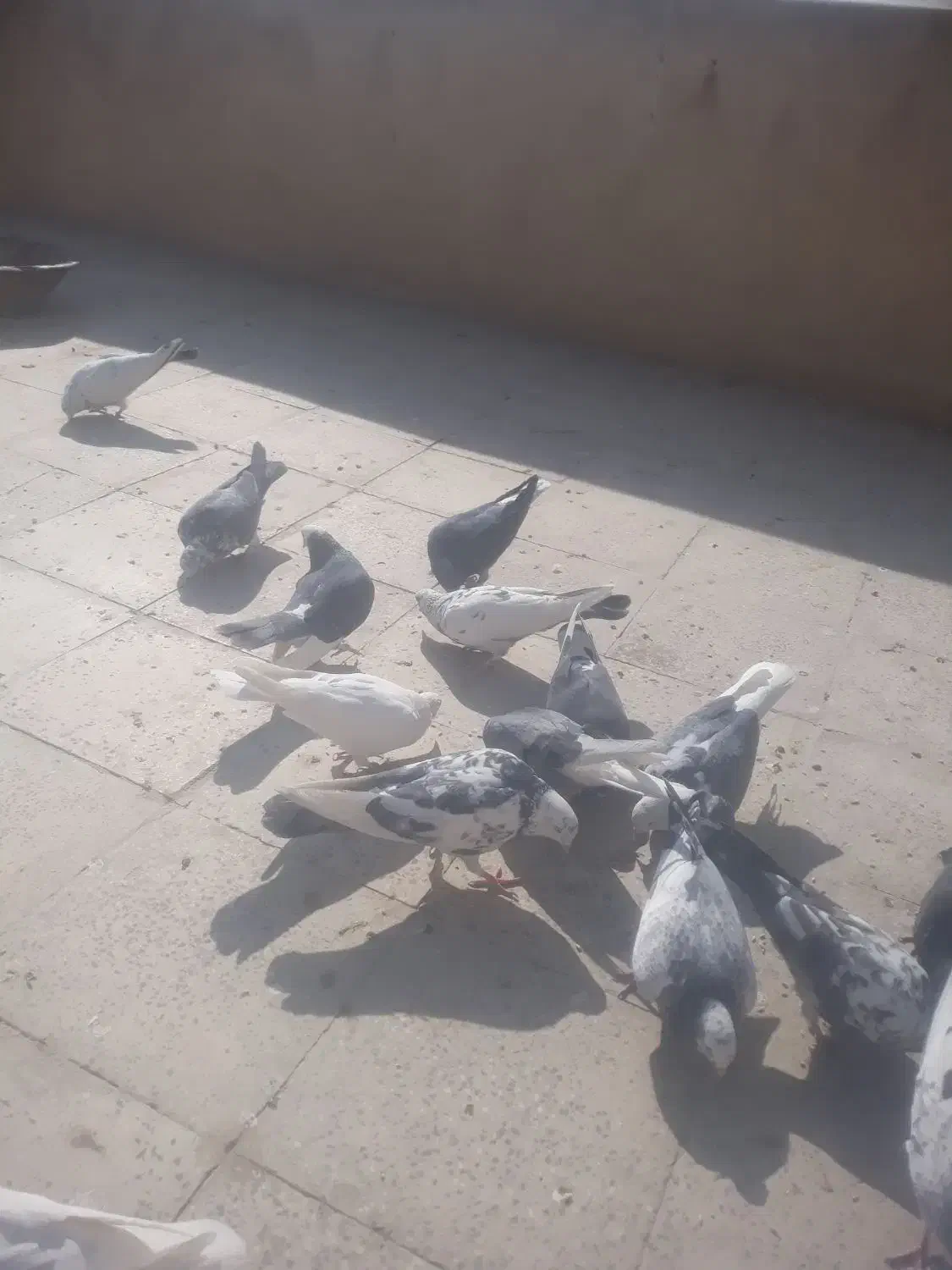 کفتر پرشی|پرنده|کهریزک, |دیوار