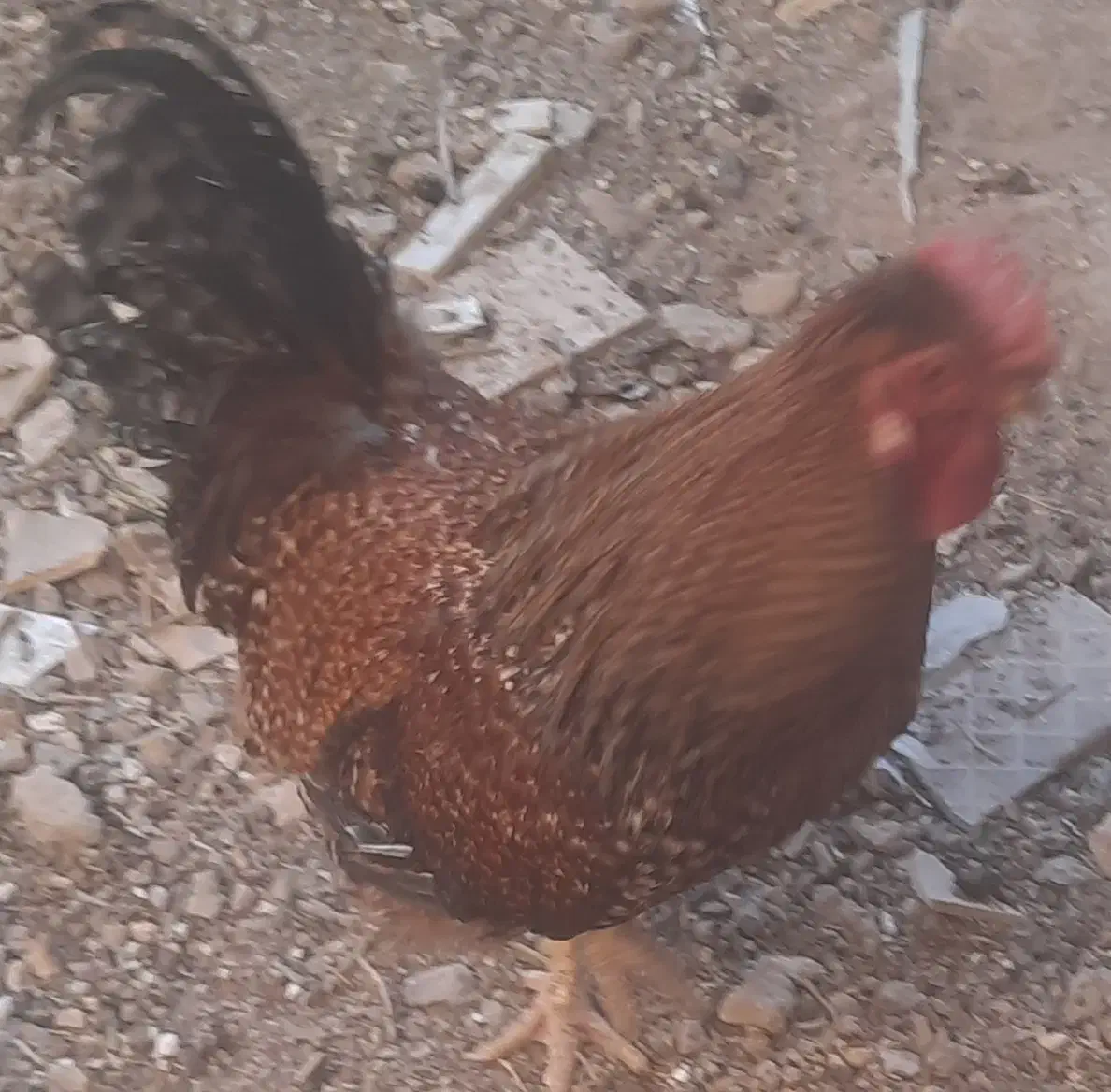 خروس جوان و زیبا|حیوانات مزرعه|خمینیشهر, |دیوار