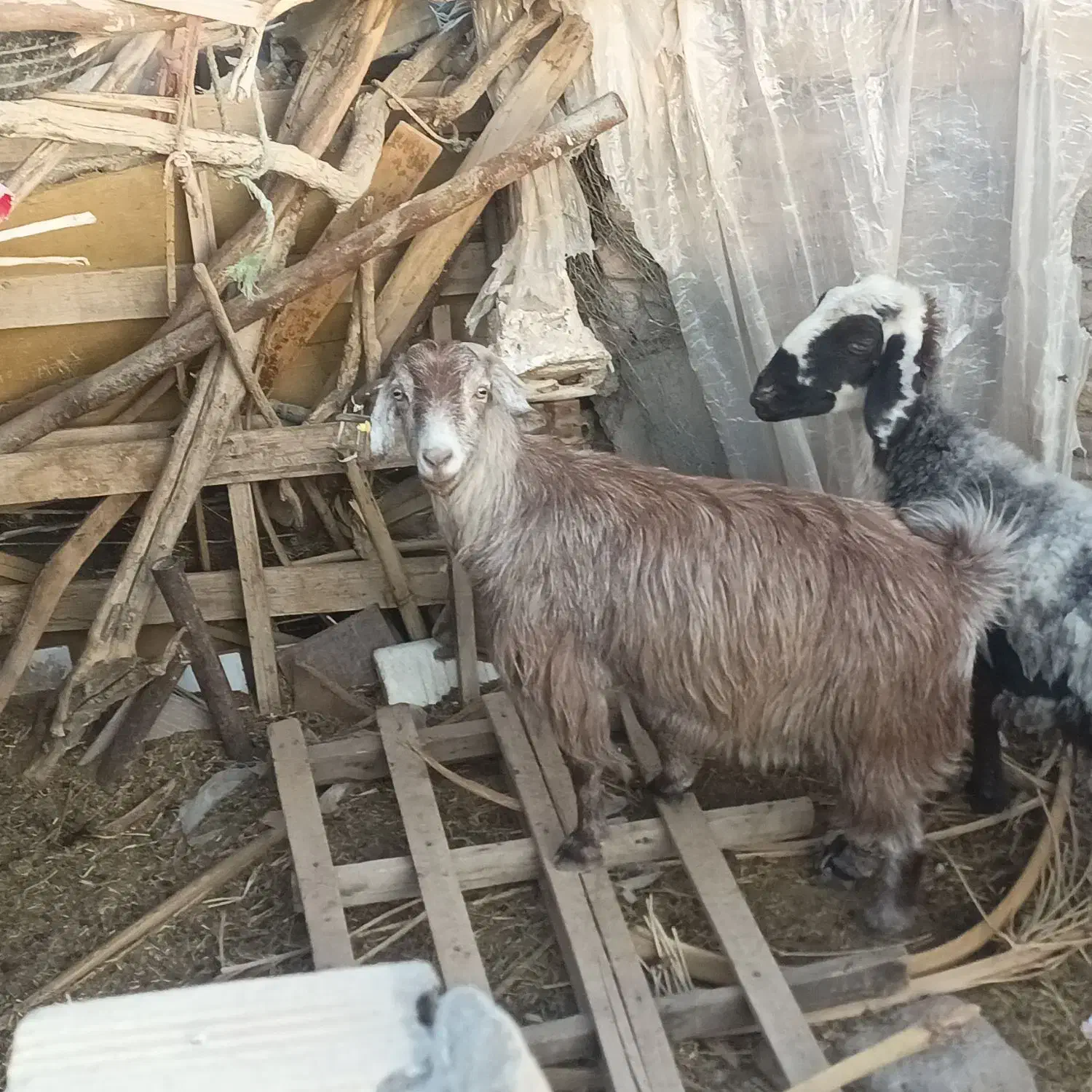 دو تا گوسفند|حیوانات مزرعه|بم, |دیوار