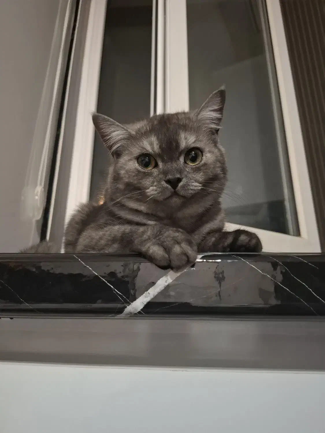 گربه بریتیش نر،فلت،رنگ خاکستری تیره،چشمای زرد|گربه|اراک, |دیوار