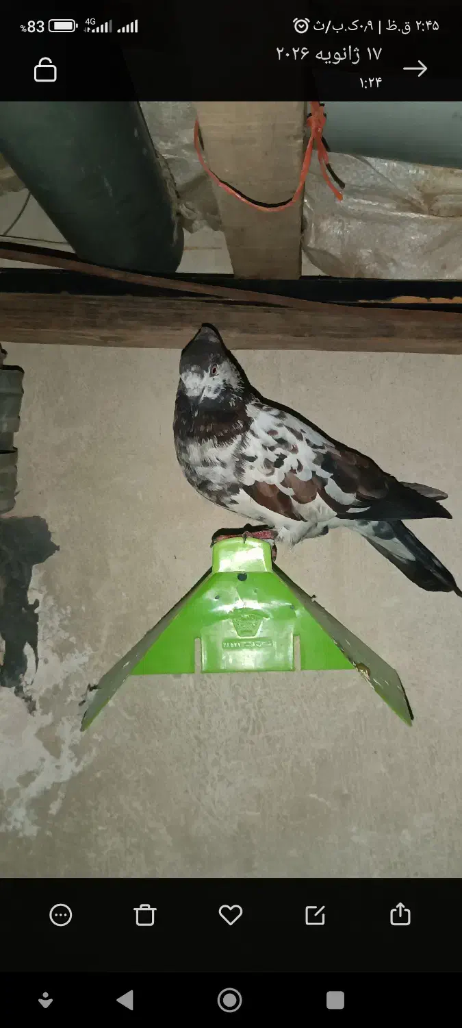 کبوتر گمشده|حیوانات|اندیمشک, |دیوار