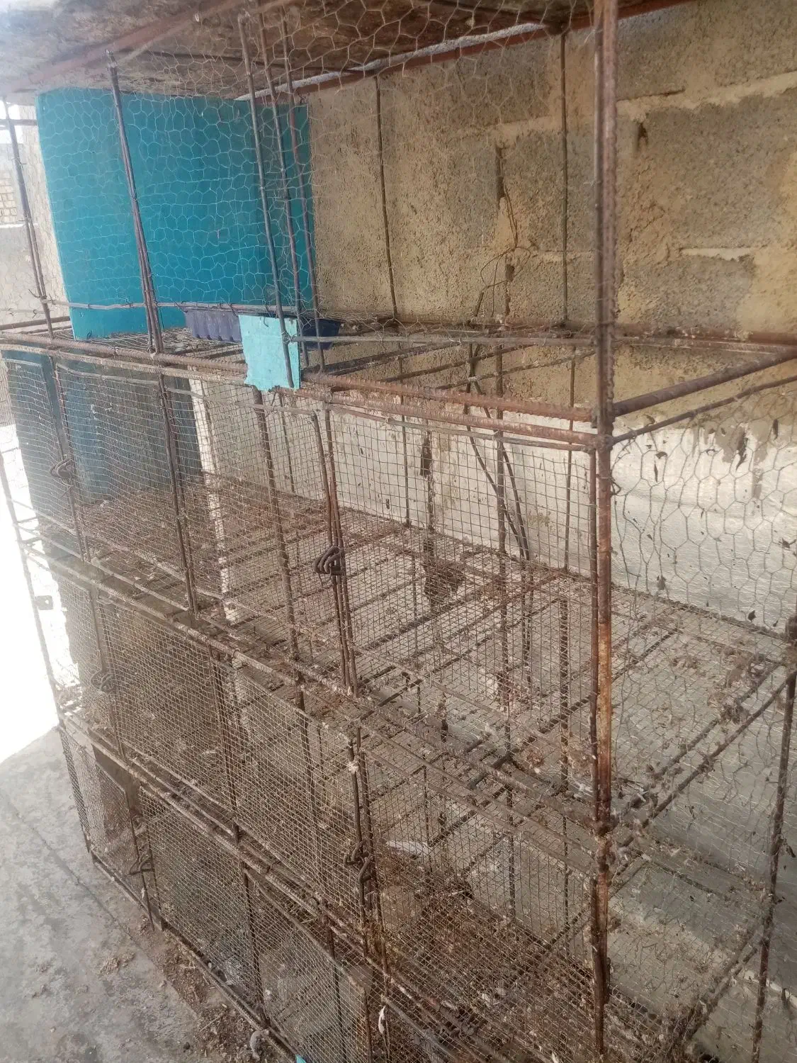 جفتگاه|لوازم جانبی حیوانات|جهرم, |دیوار