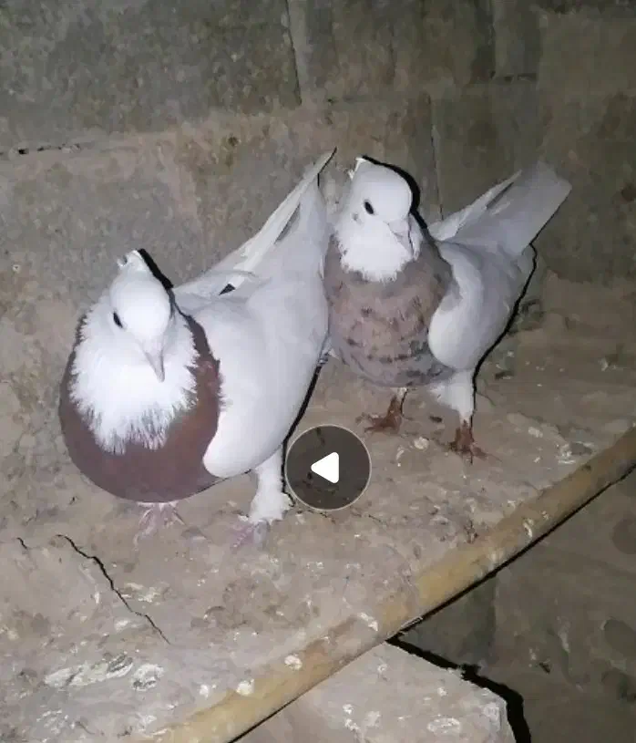 ۲۰۰۰۰۰۰|پرنده|گلی داغ, |دیوار