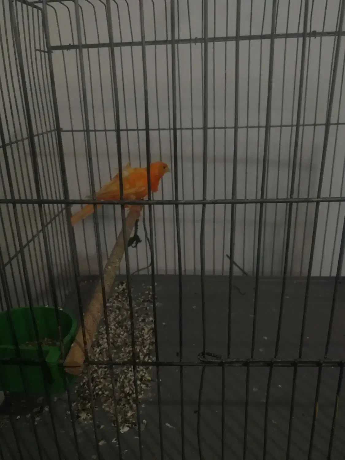 قناری فر لاکی خوشکل|پرنده|شیراز, کوشک میدان|دیوار