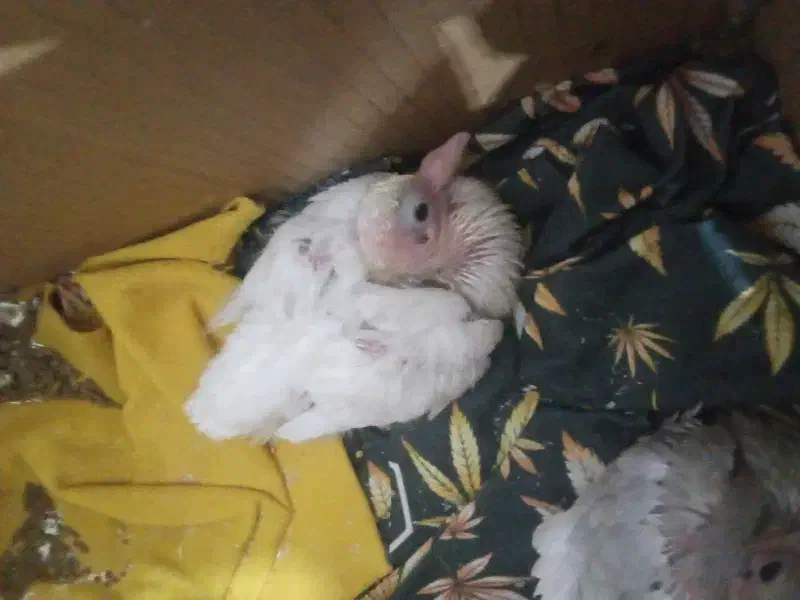 کبوتر|پرنده|شریفآباد, |دیوار