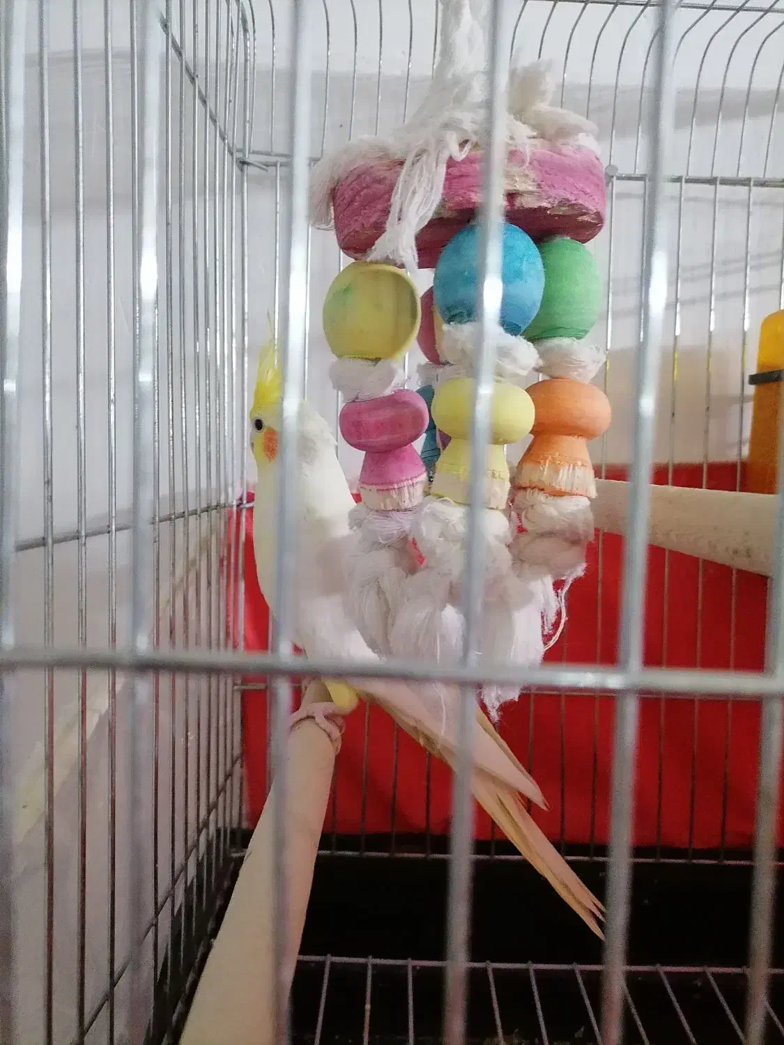 عروس هلندی لوتینو|پرنده|شیراز, کوشک میدان|دیوار