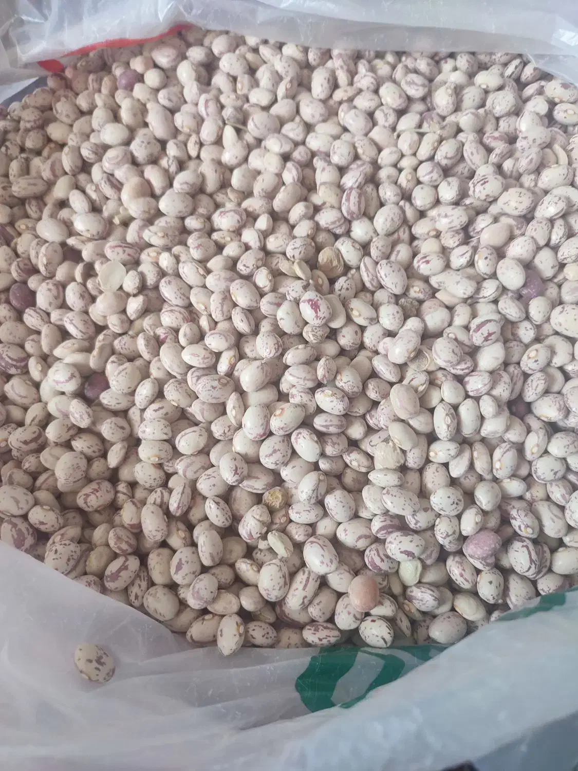 لوبیاچیتی|خوردنی و آشامیدنی|شیراز, کوشک میدان|دیوار