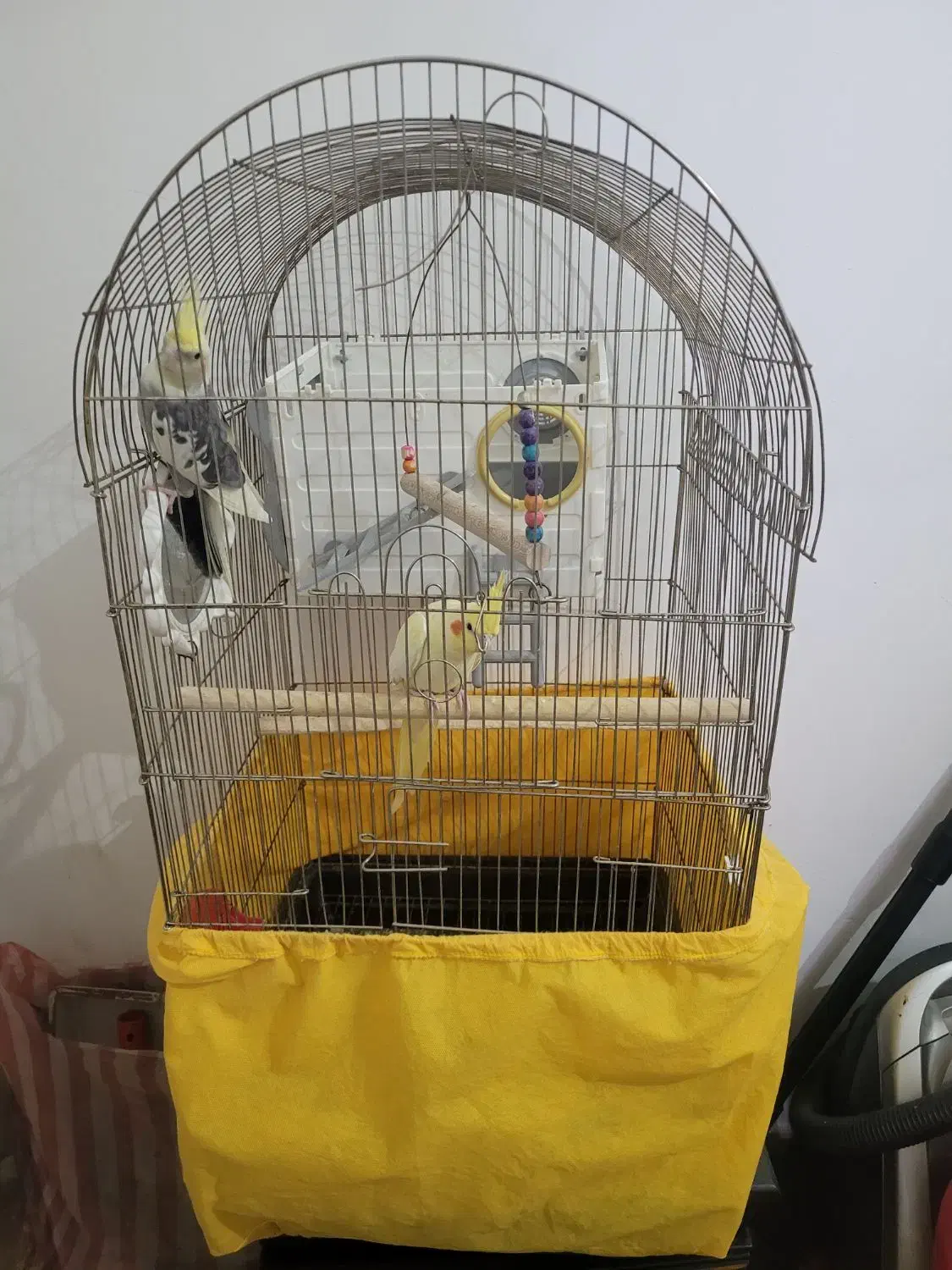 فروش عروس هلندی جفت نرو ماده|پرنده|ماهدشت, |دیوار