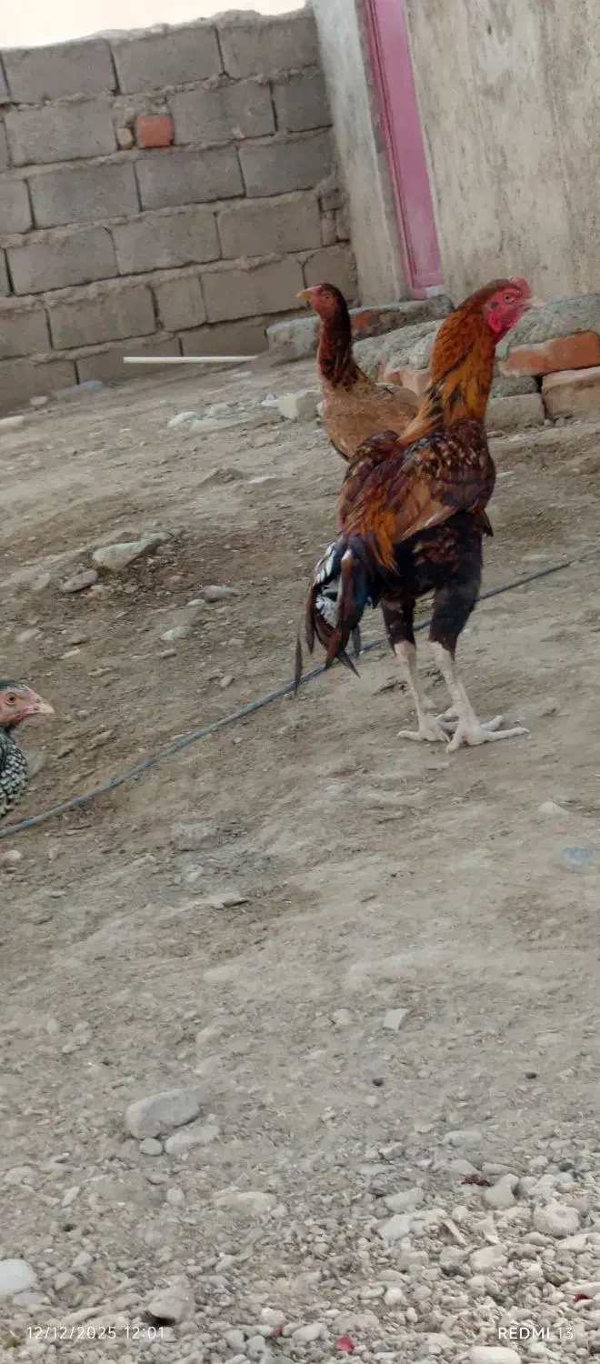 خروس|حیوانات مزرعه|بمپور, |دیوار