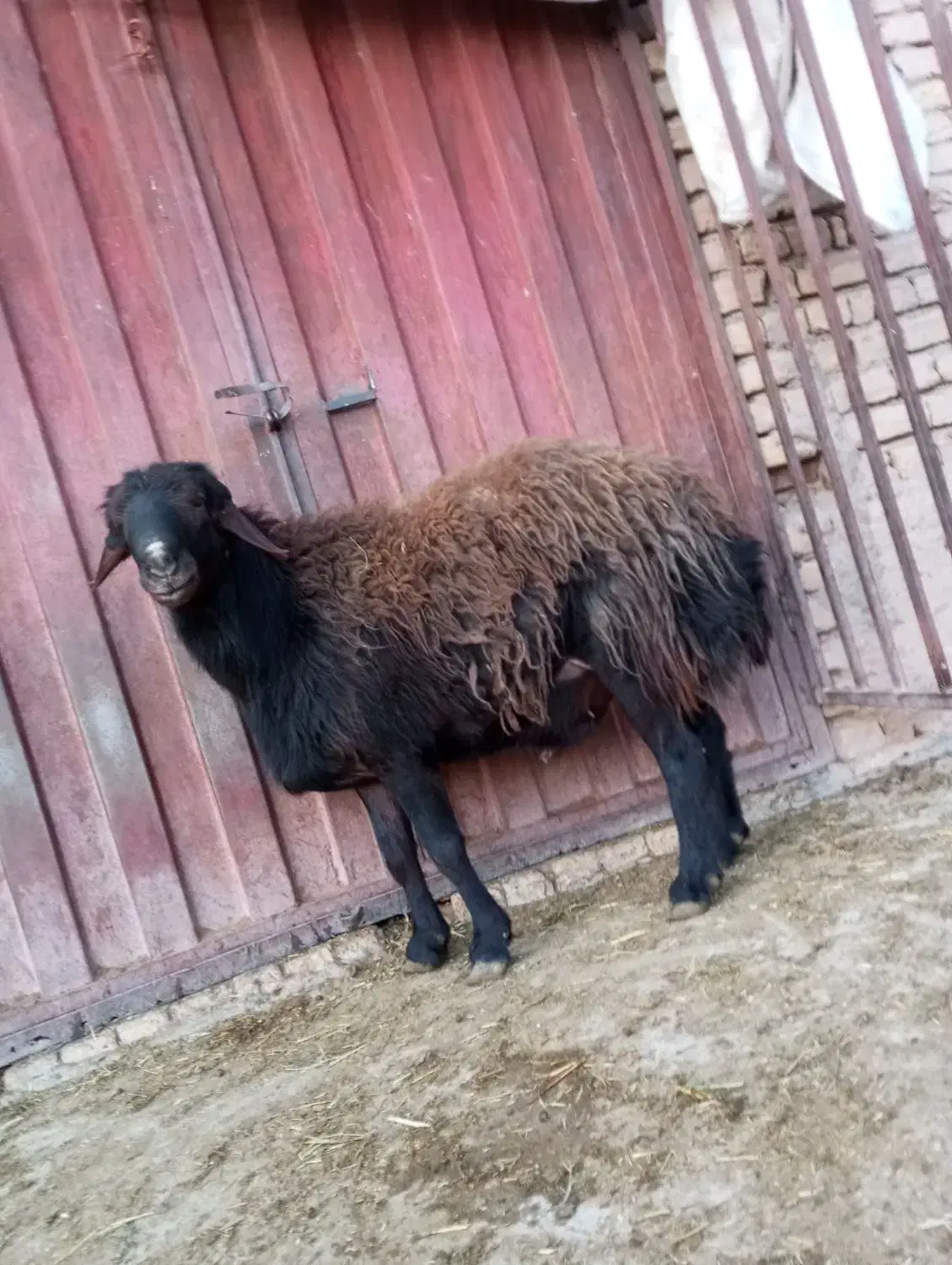 گوسفند|حیوانات مزرعه|شاهرود, |دیوار