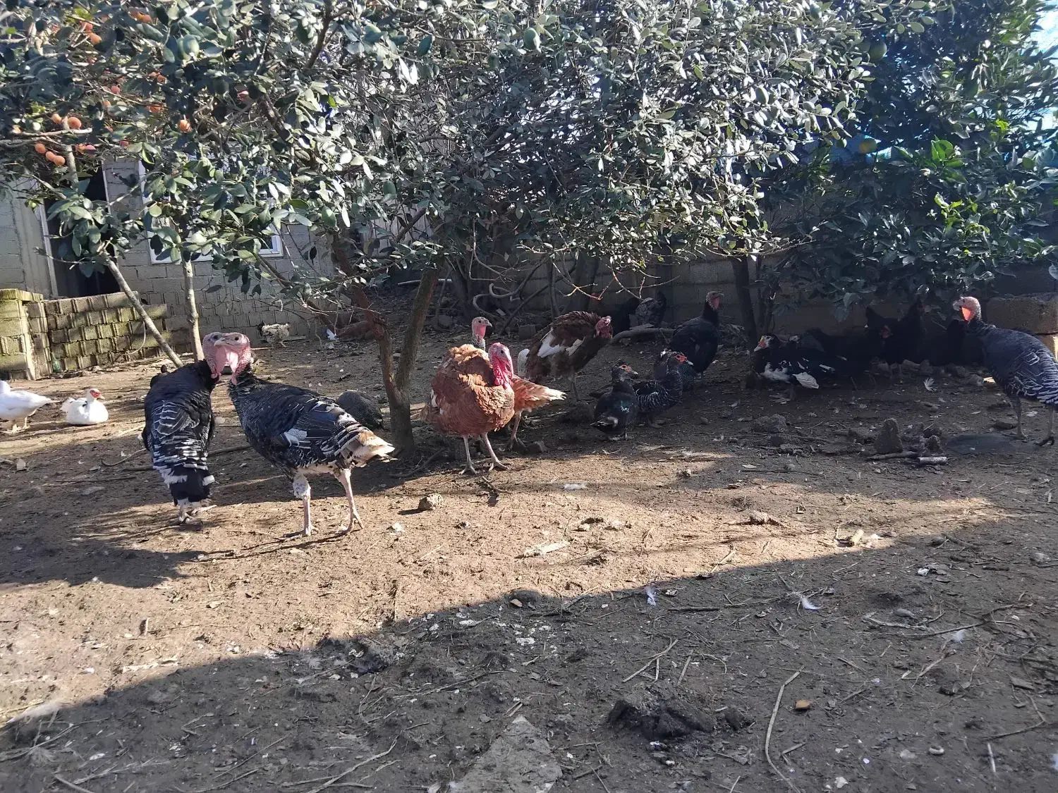 فروش کلی ۱۰ عدد بوقلمون|حیوانات مزرعه|رضوانشهر, |دیوار