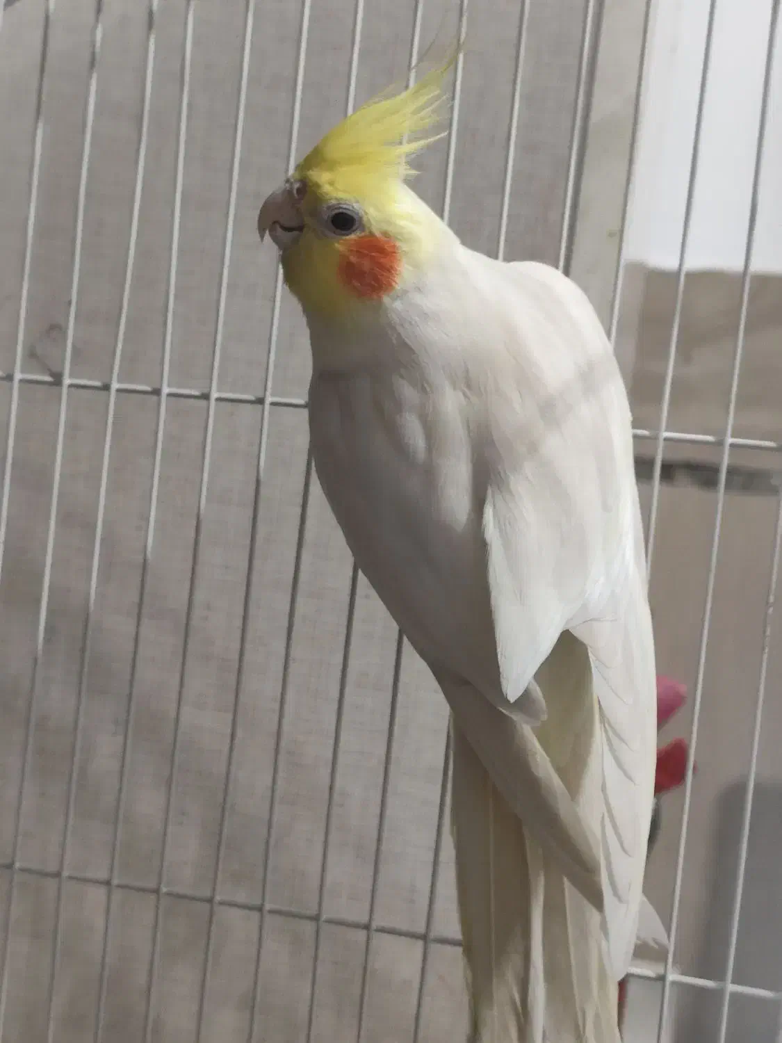 عروس هلندی جفت مولد دو جوجه ی دانخور|پرنده|شوش, |دیوار