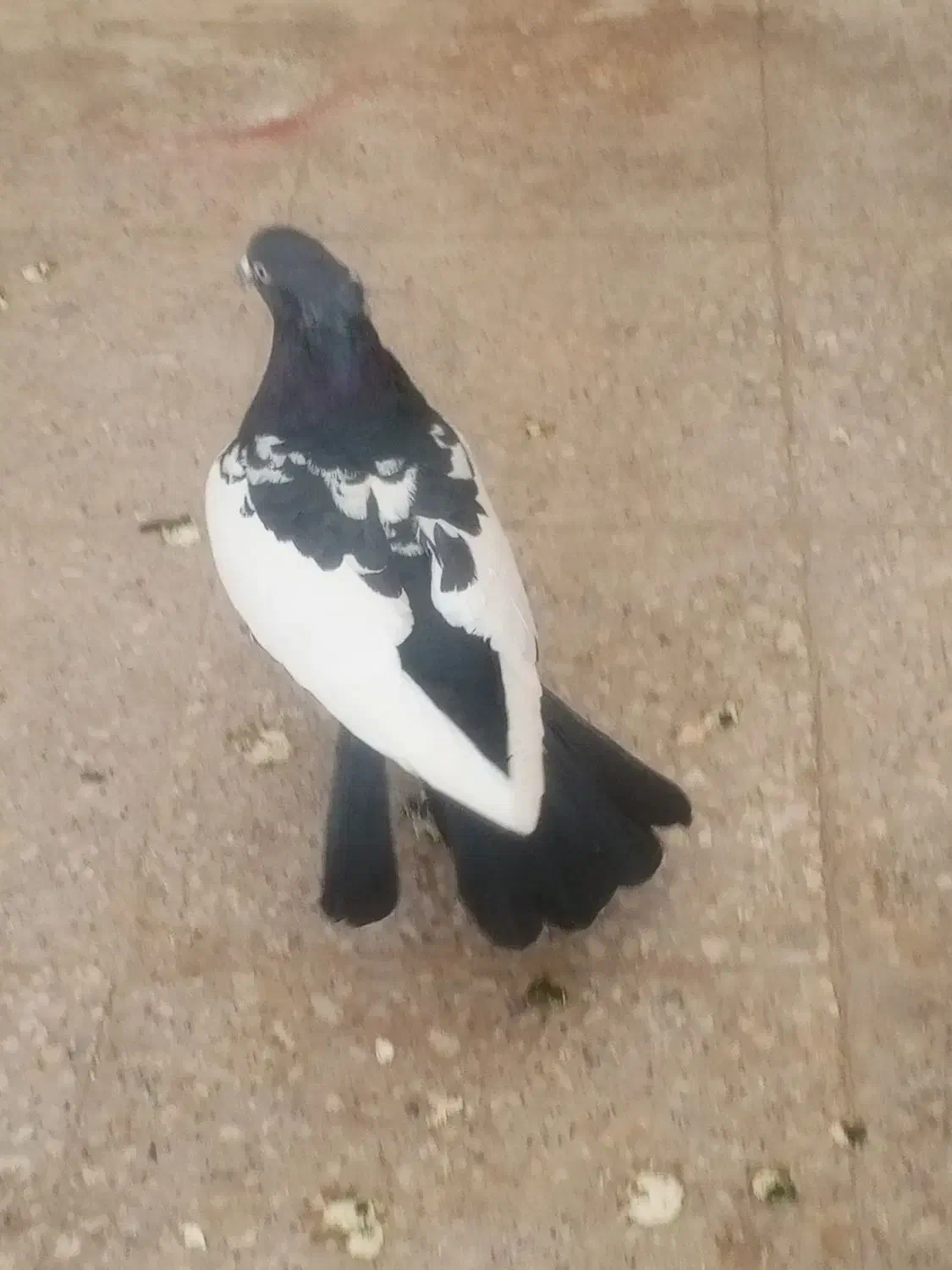 کفتر سینه|پرنده|شیراز, تندگویان|دیوار