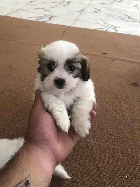 سگ اشپیدز شیتزوفلت|سگ|کرمانشاه, |دیوار