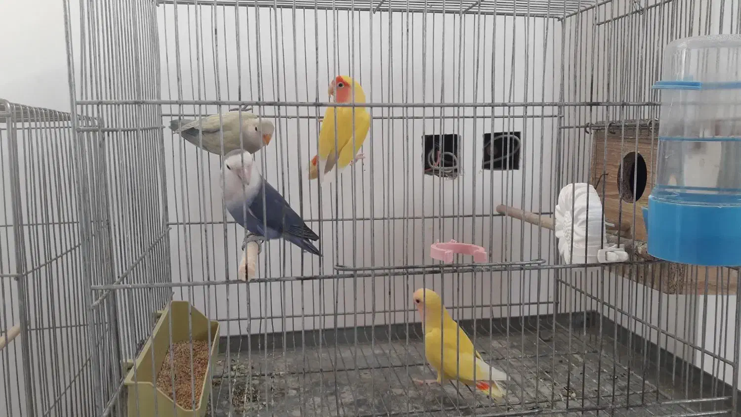 کوتوله برزیلی زیباوخاص|پرنده|ابریشم, |دیوار