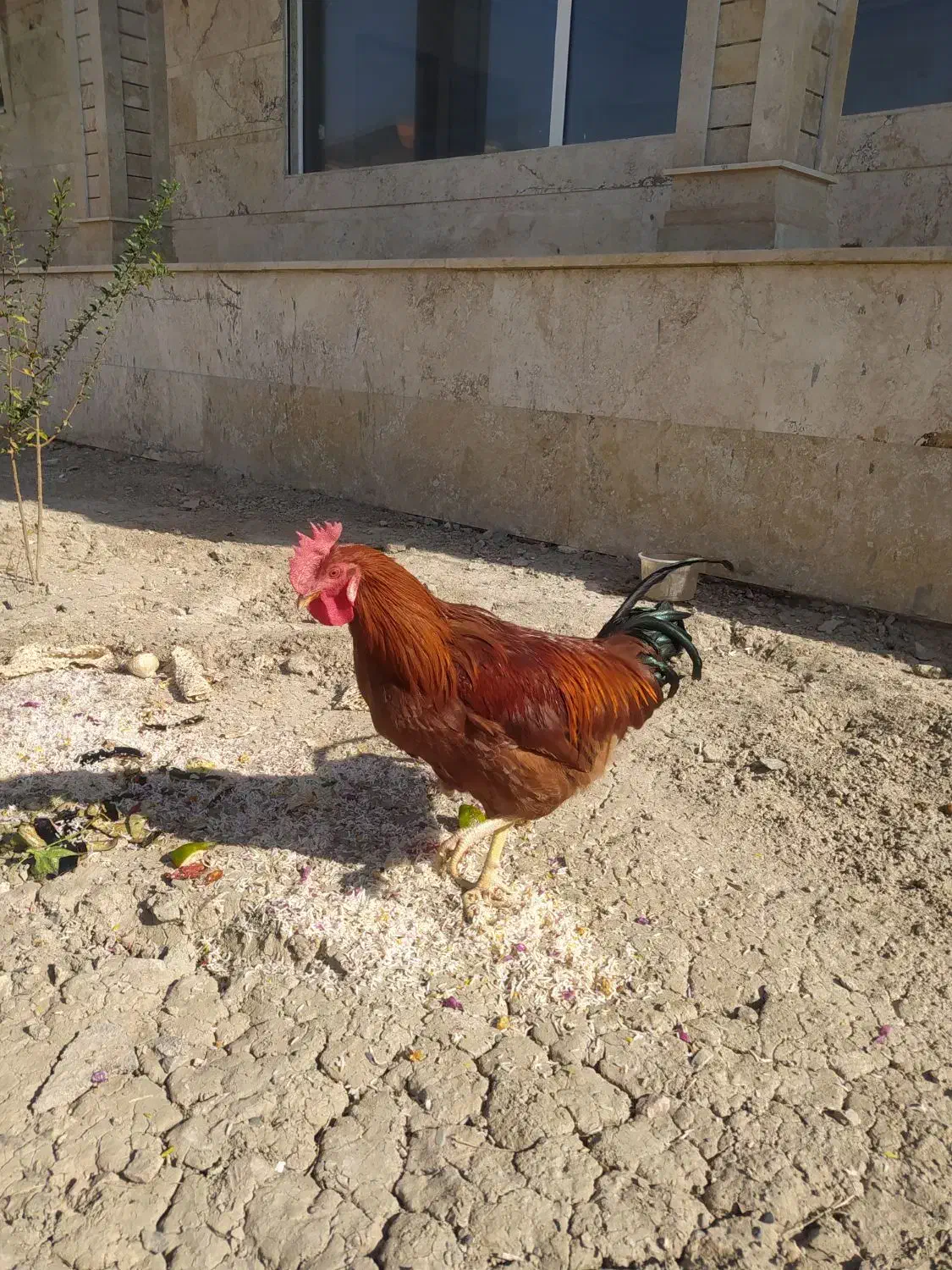 فروش خروس|حیوانات مزرعه|اصفهان, ارداجی|دیوار