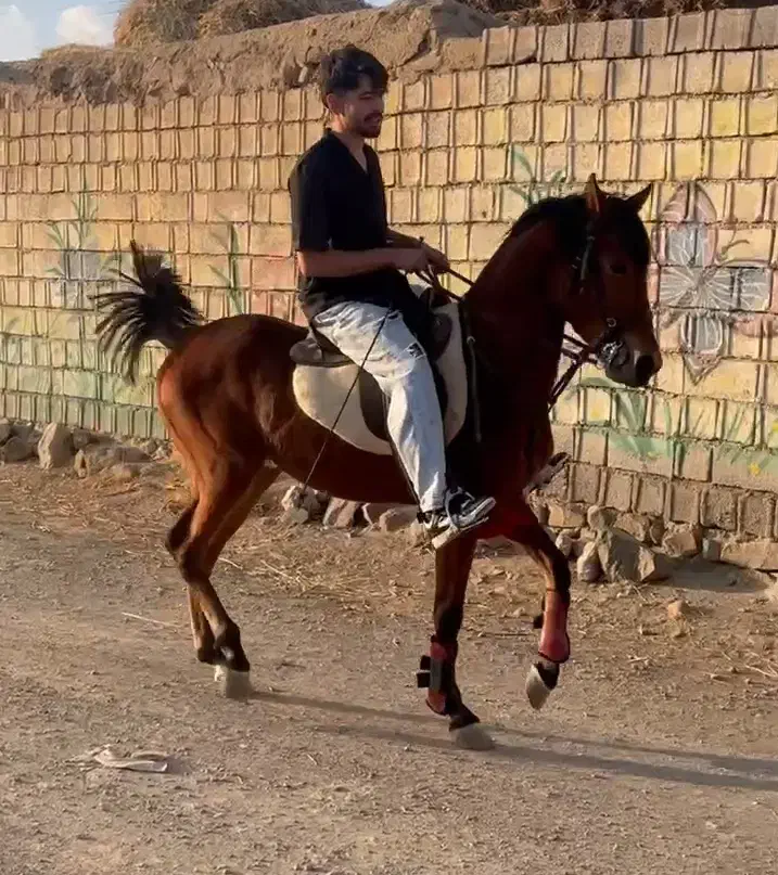 نریان کرد|اسب و تجهیزات اسب‌سواری|اردبیل, |دیوار