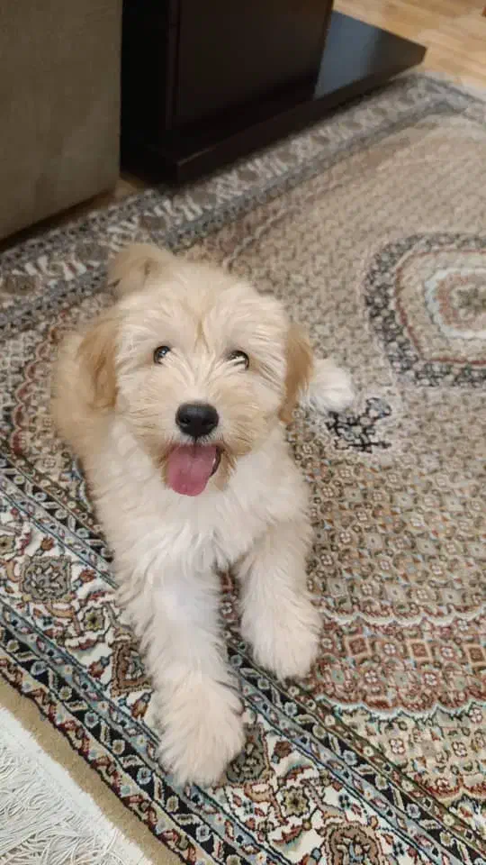 واگذاری سگ شیتزو ۵ماهه|سگ|رشت, علی آباد|دیوار