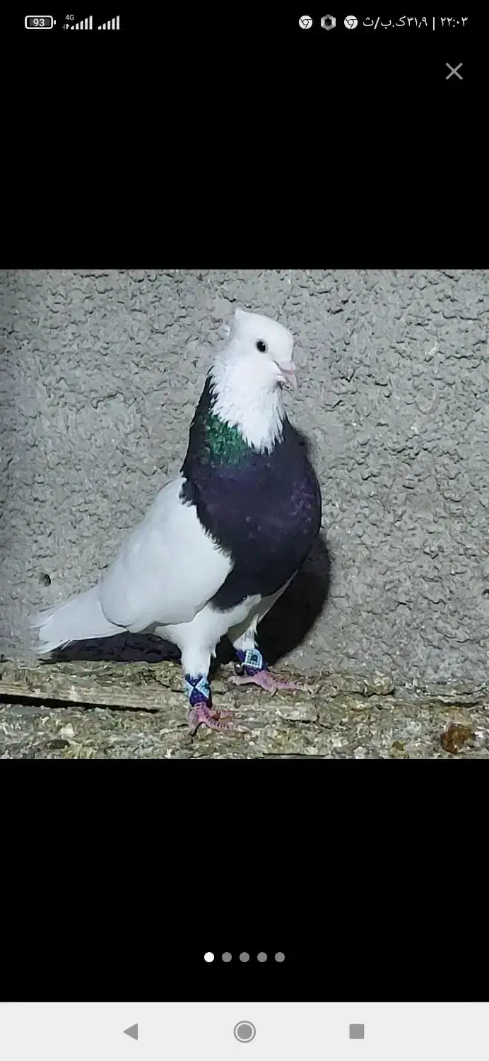 طوقی نقش وپرشی|پرنده|مبارکه, |دیوار