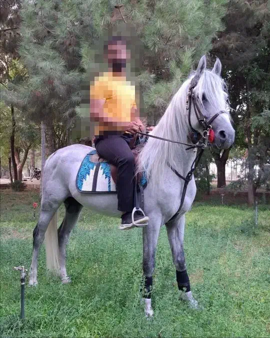 اسب|اسب و تجهیزات اسبسواری|بادرود, |دیوار