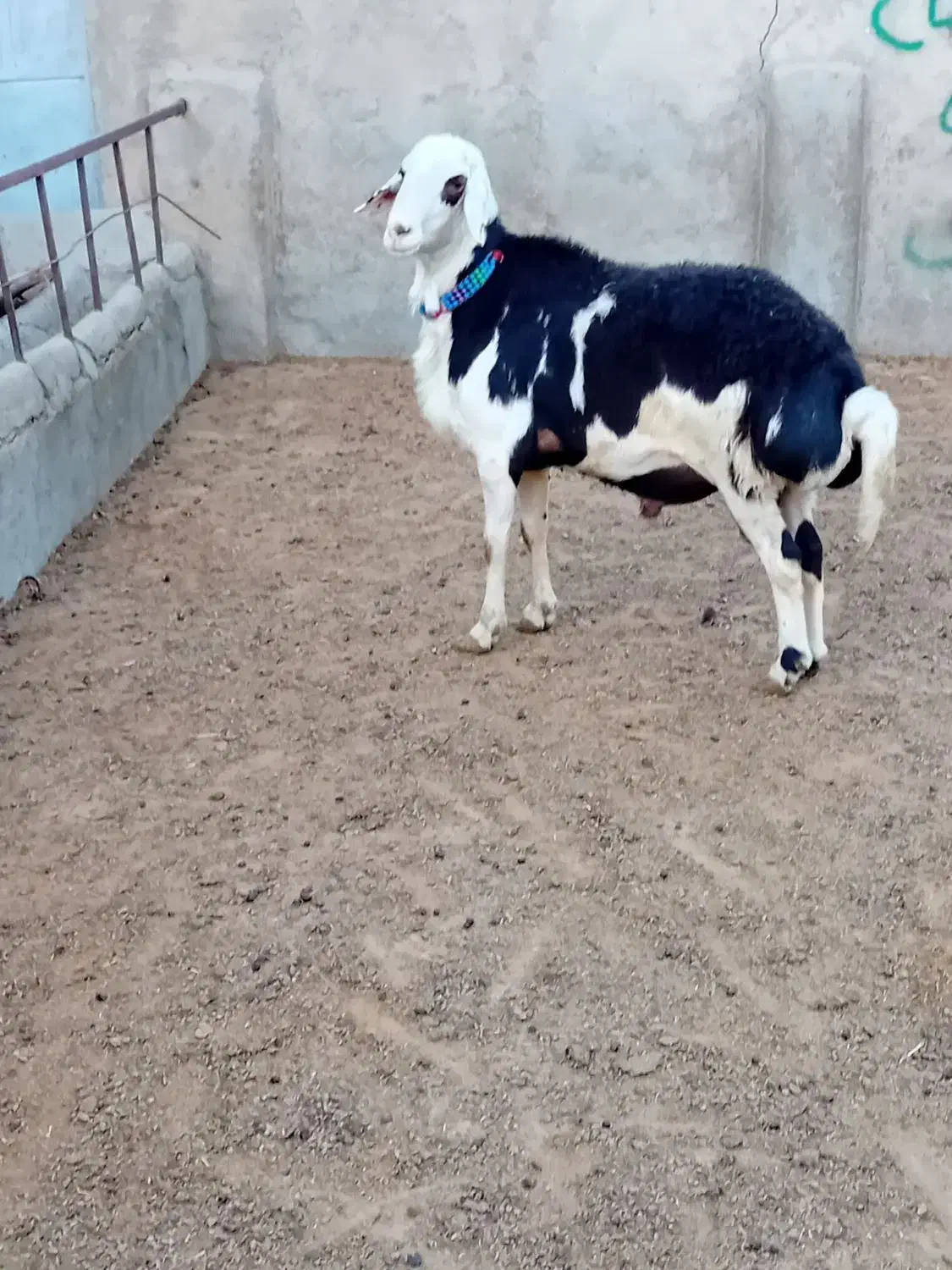 ۷تابره قوچ و یه قوچ دوشیره پلنگی|حیوانات مزرعه|بروجرد, |دیوار