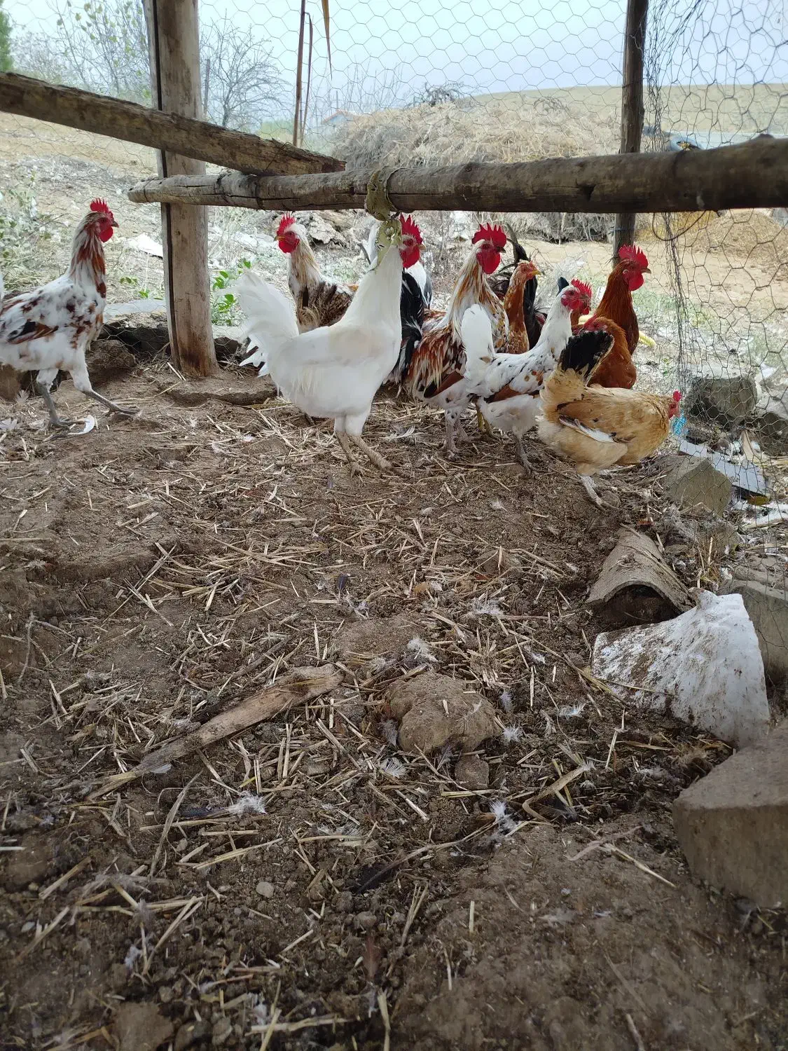 فروش مرغ خروس جوجه گلین و غاز روستایی اصیل|حیوانات مزرعه|بیله سوار, |دیوار