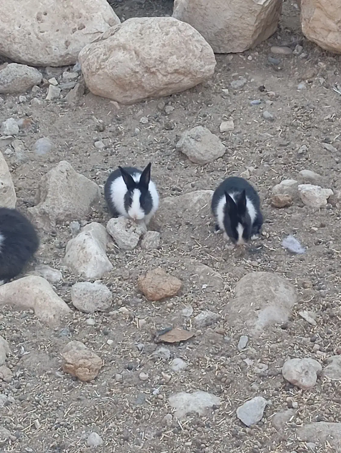 بچه خرگوش|موش و خرگوش|بهبهان, |دیوار