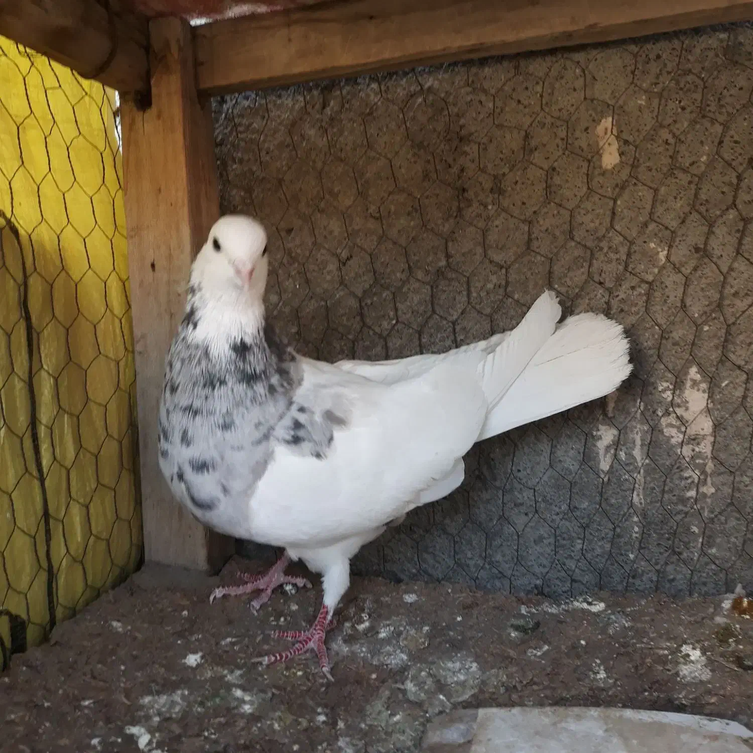 ‌کبوتر طوقی هفترنگ کاکلی ماده|پرنده|مشهد, موسوی قوچانی|دیوار