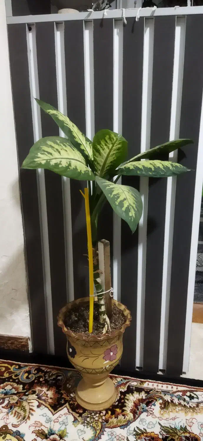 گل زیبا|کلکسیون و سرگرمی|شاهرود, |دیوار