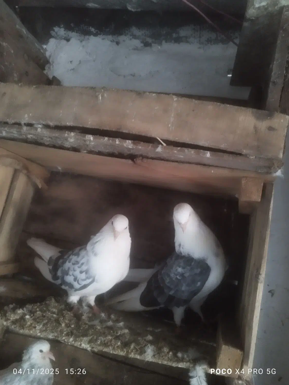 کبوتر|پرنده|گرگان, |دیوار