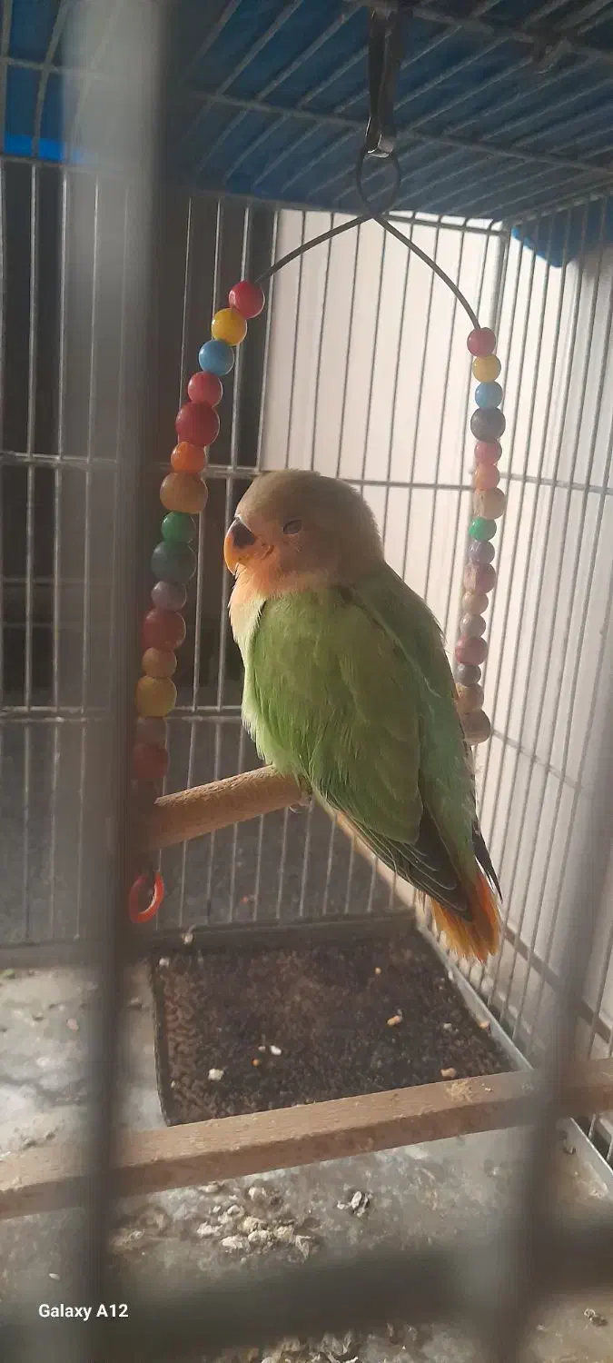 طوطی برزیلی گم شده|پرنده|محمدشهر, ولدآباد|دیوار