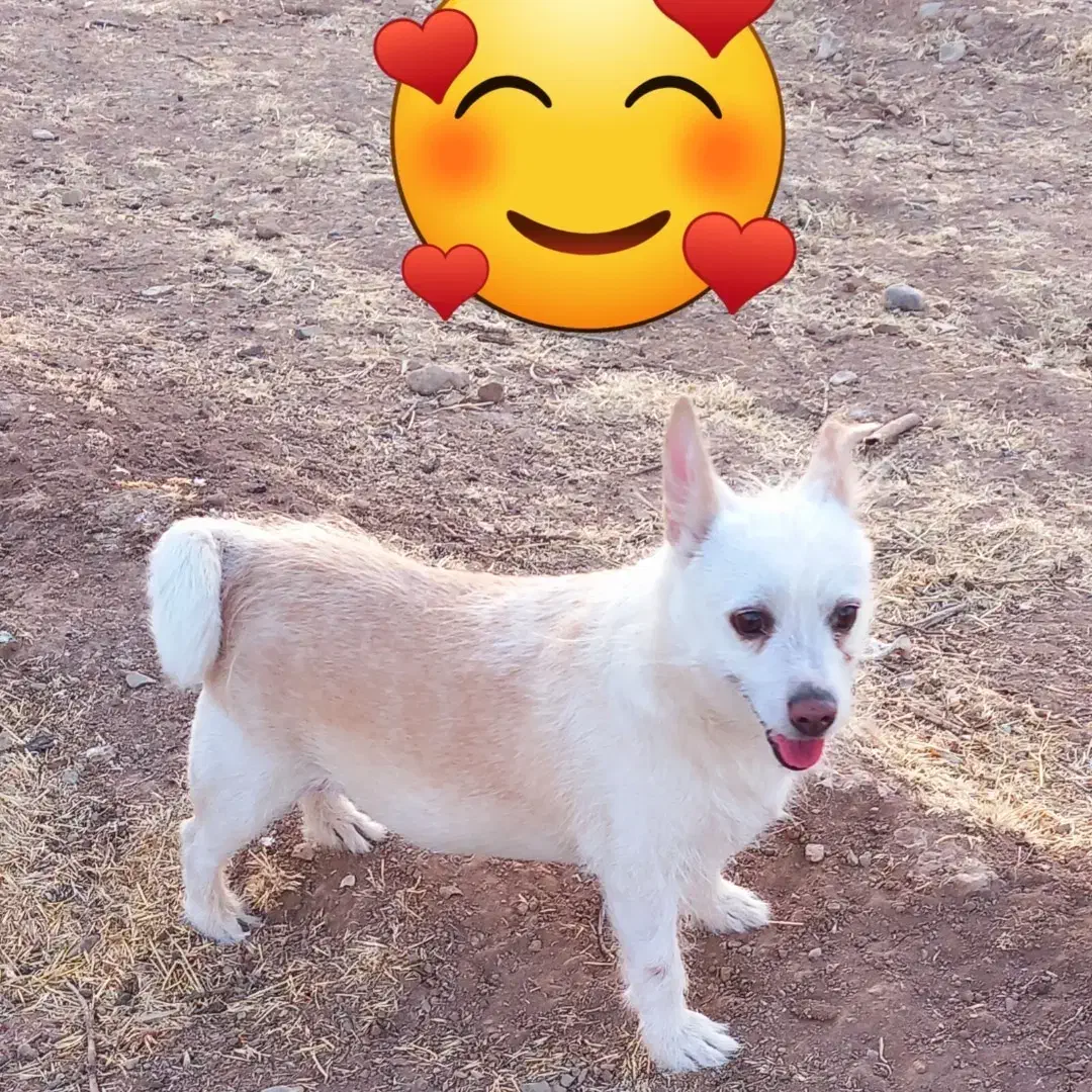 سگ گمشده|حیوانات|تربتحیدریه, آغوی|دیوار