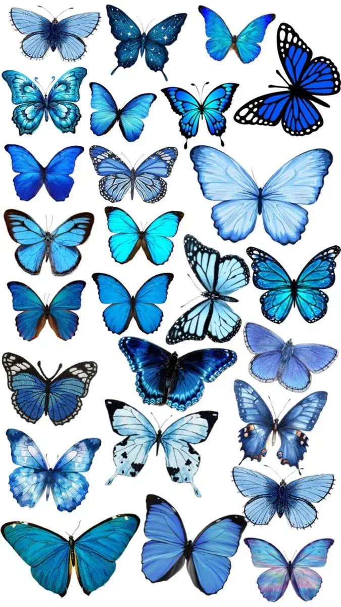 پروانه|کلکسیون و سرگرمی|ایلام, |دیوار