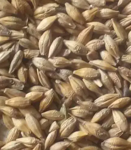 جو دیم|گل و گیاه طبیعی|نورآباد, |دیوار