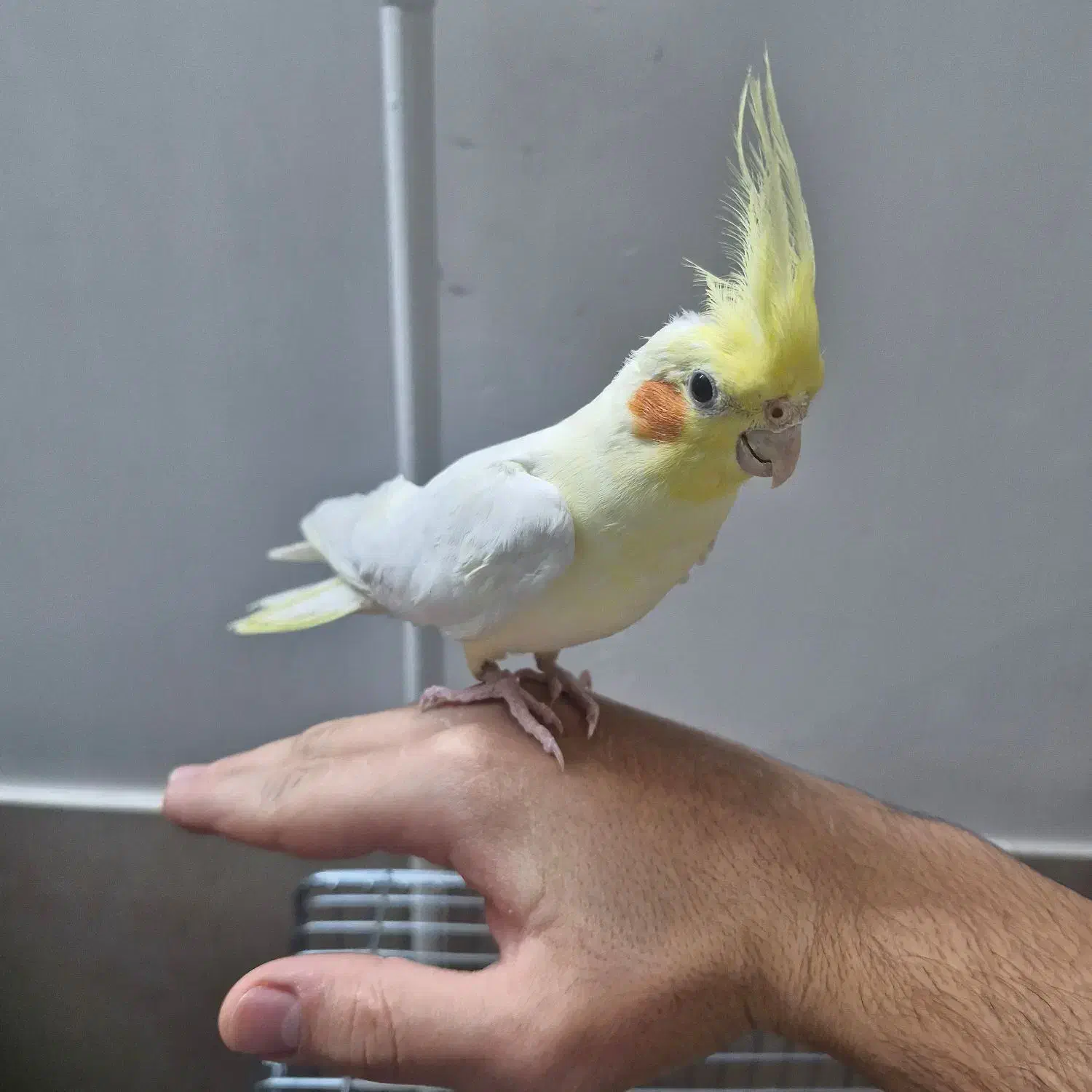 عروس هلندی|پرنده|گنبد کاووس, |دیوار