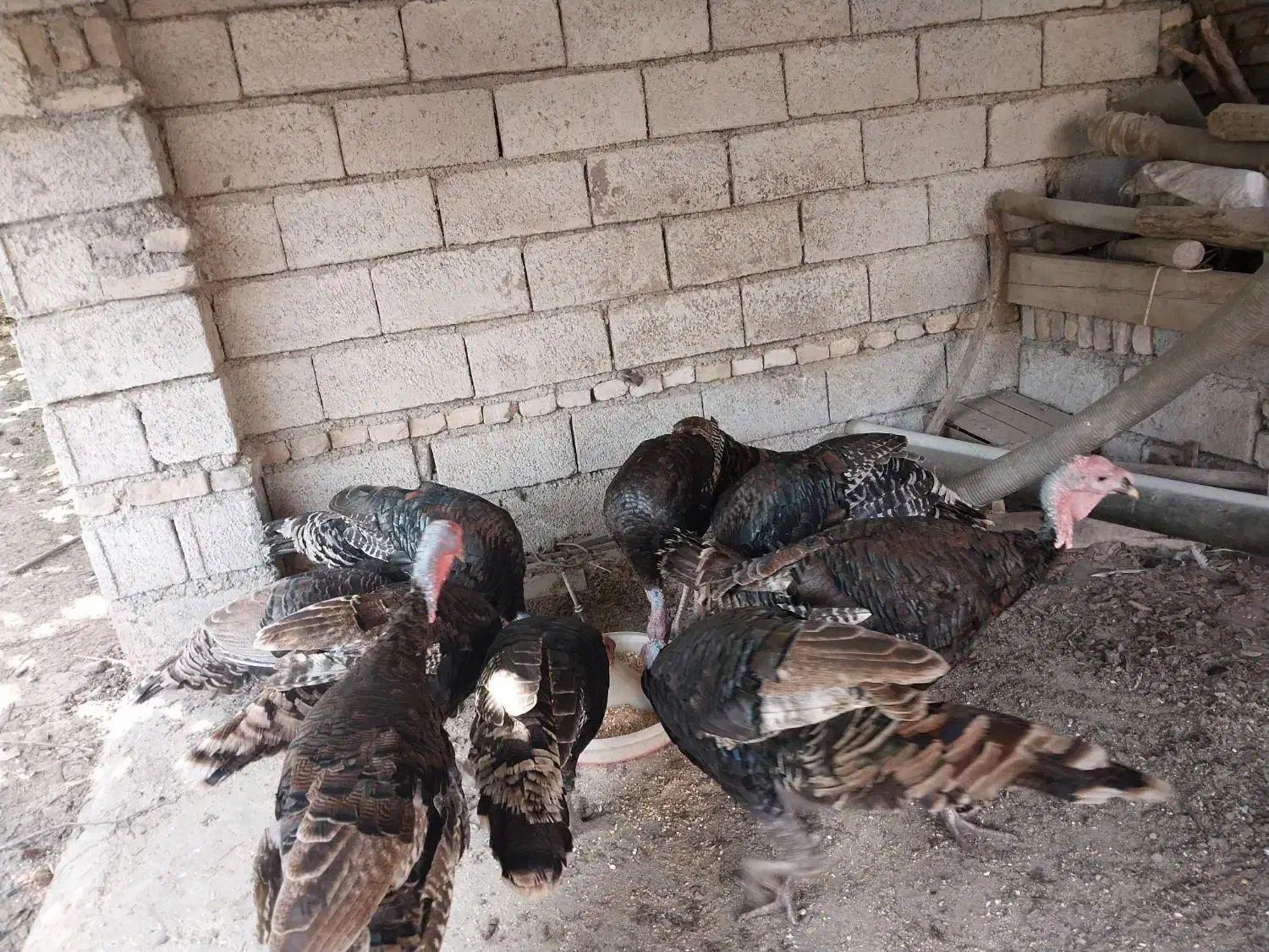 بوقلمون نر برنز سنگین وزن|حیوانات مزرعه|ساری, |دیوار