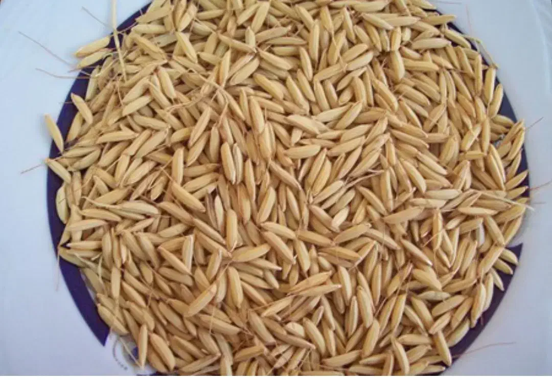 فروش چلتوک درجه یک|خوردنی و آشامیدنی|مرودشت, پشت سایپا|دیوار