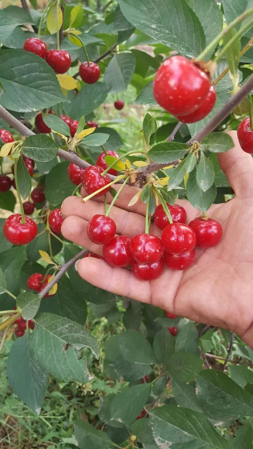 نهال گیلاس قرمز|خدمات باغبانی و درختکاری|رودشت (چهارمحال و بختیاری), |دیوار