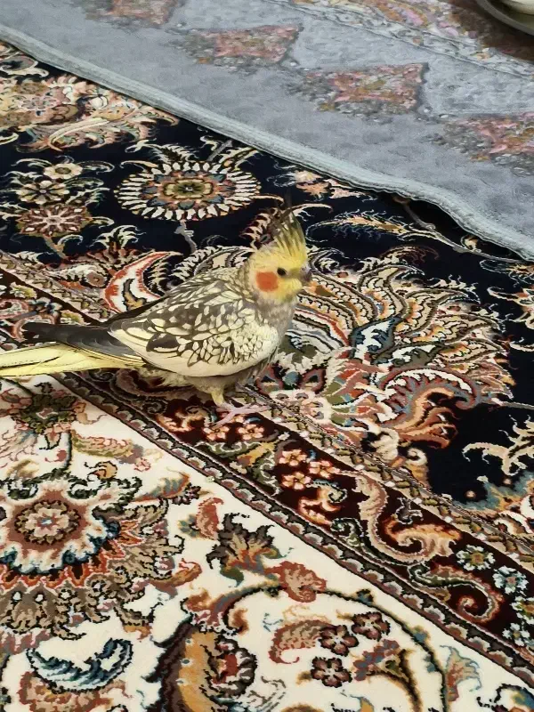 عروس هلندی دستی|پرنده|شاهین‌شهر, فردوسی|دیوار