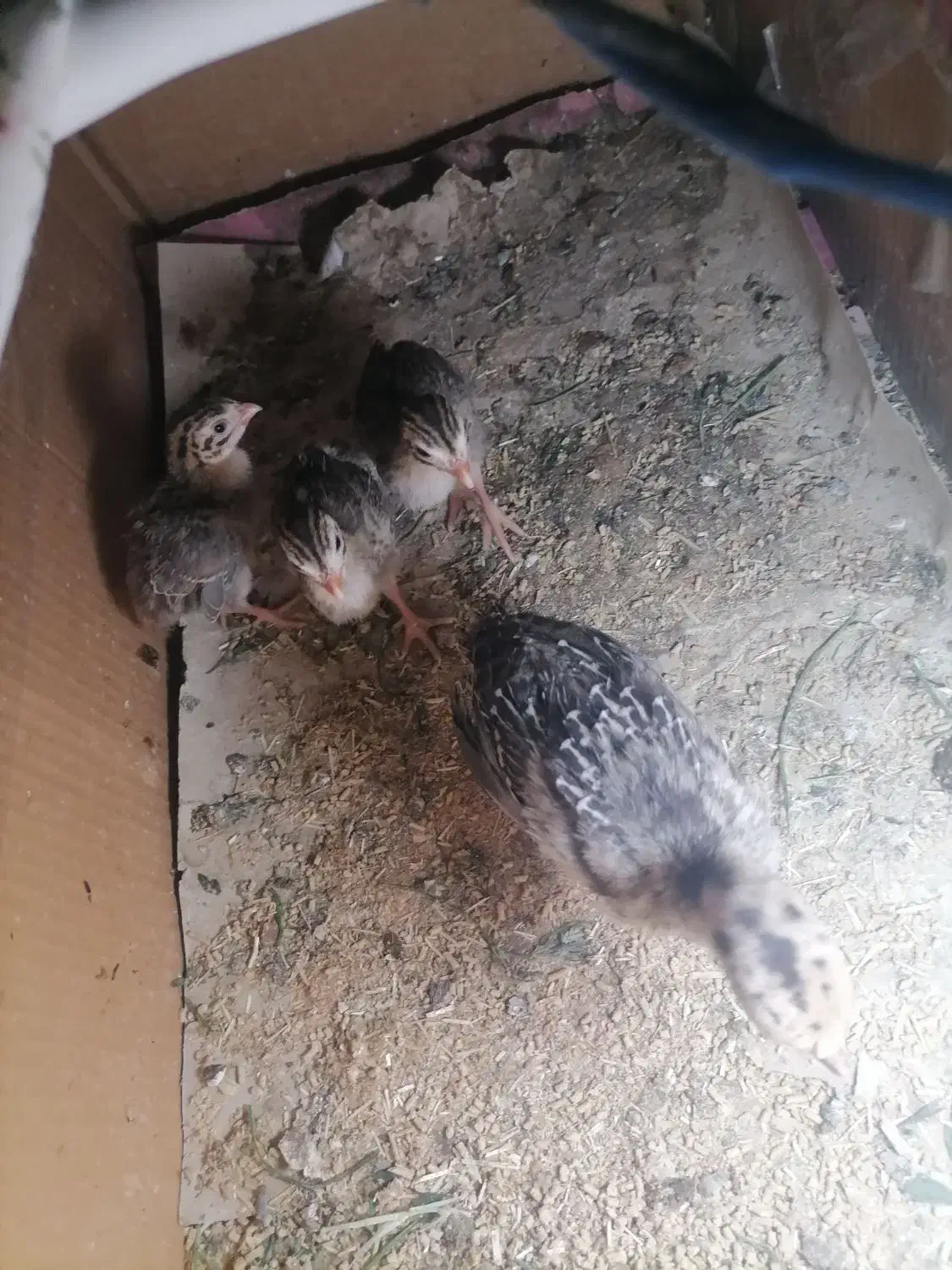 جوجه بوقلمون و جوجه شاخک|حیوانات مزرعه|زابل, |دیوار