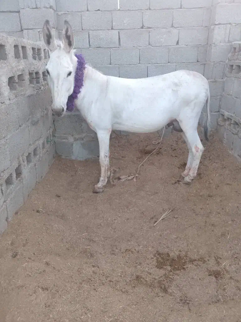 خر 7سال|حیوانات مزرعه|گراش, |دیوار